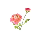 716908-4.webp