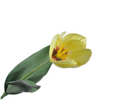 TULIP STEM YELLOW 36 cm