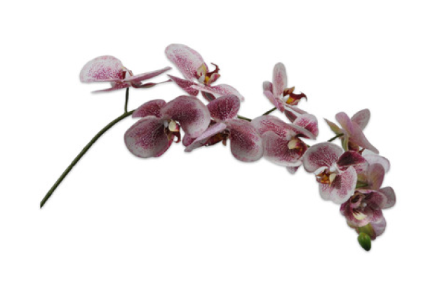 ORCHID STEM PNK/WHT 99 cm