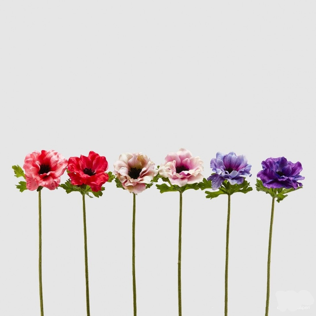 ANEMONE REX (6COL.ASS)H40