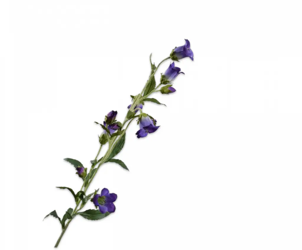 CAMPANULA SPRAY PRP/BL 88 cm