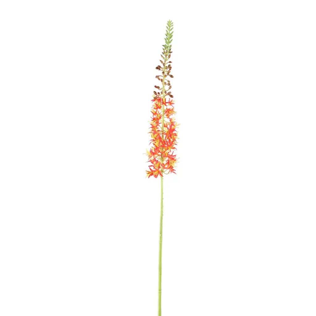 Twig Plant Orange green eremurus spray 44x9x82cm