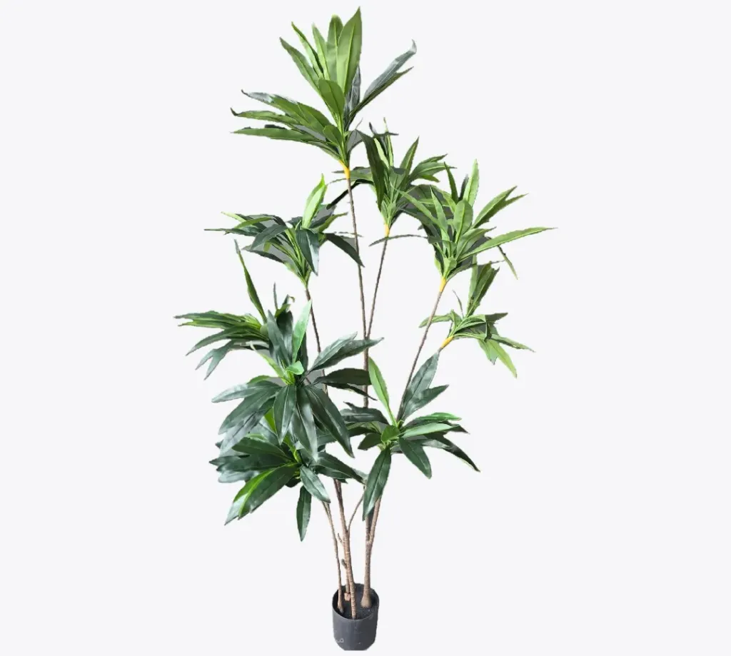 dracaena marginata tree 200 cm
