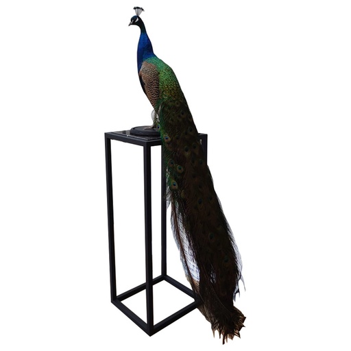 [PV77.200010] Stuffed Peacock Blue