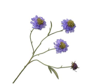 [128004] SCABIOSA SPRAY BLUE 80 cm