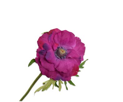[139046] ANEMONE STEM FUCHSIA 52 cm