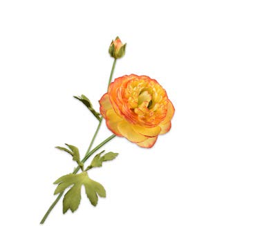 [139679] RANUNCULUS STEM ORANGE 65 cm