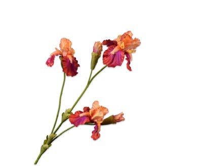 [143083] IRIS SPRAY FUCH/ORG 102 cm
