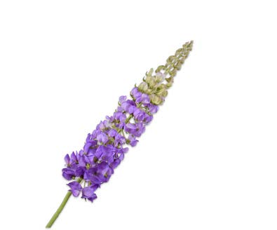 [143225] LUPINUS STEM PURPLE 106 cm