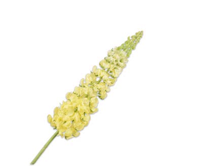 [143228] LUPINUS STEM YELLOW 106 cm