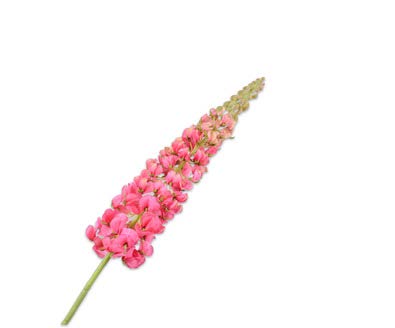 [143229] LUPINUS STEM BEAUTY 106 cm