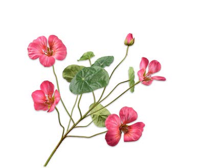 [144878] NASTURTIUM SPRAY FUCHSIA 59 cm