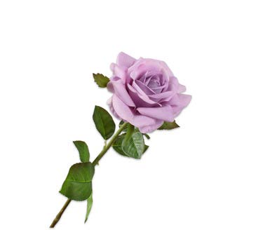 [145013] ROSE STEM LAVEND 74 cm