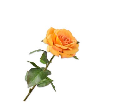 [145016] ROSE STEM ORANGE 74 cm