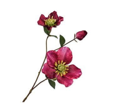 [140648] HELLEBORUS SPRAY BEAUTY 71 cm