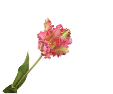 [145869] TULIP STEM YLL/PNK 71 cm