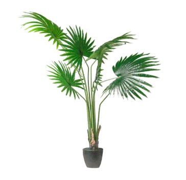 [360-21-063] Anemone tree w/plastic pot 94x94x132