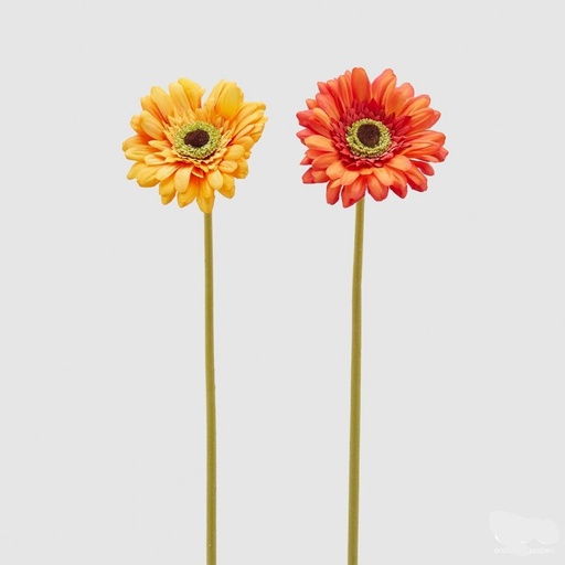 [213085,340] GERBERA REX RAMO X1 H60