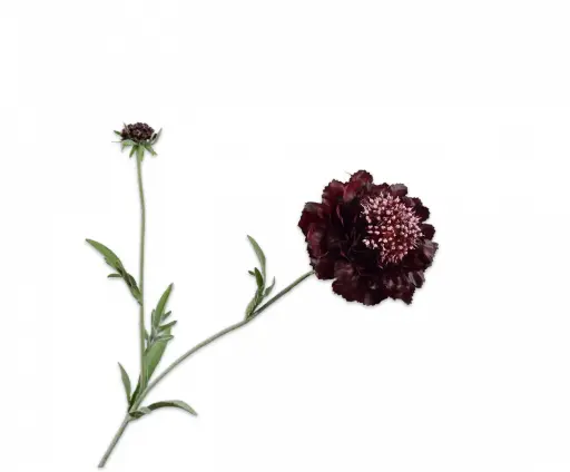 [149120] SCABIOSA SPRAY PURPLE RT 71 cm