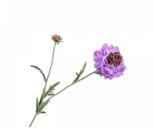 [149122] SCABIOSA SPRAY LAVEND RT 71 cm