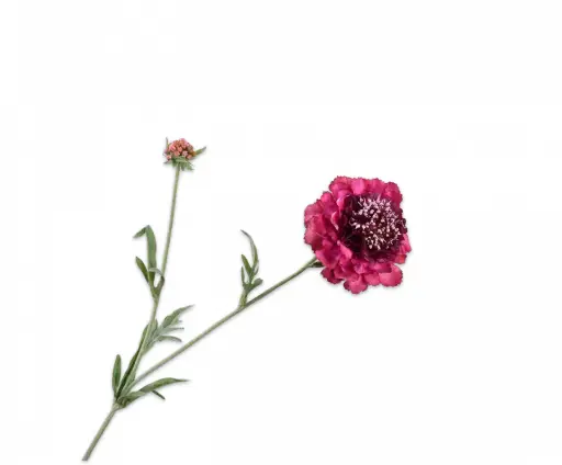 [149123] SCABIOSA SPRAY PRP LT RT 71 cm